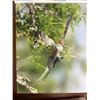 Image 1 : 8x10 Canvas Print Scissortail Feeding Young by Dave Richards