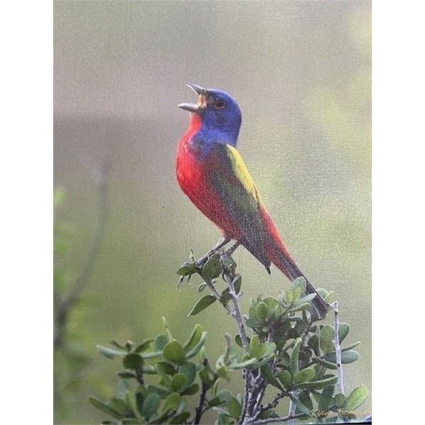 8x10 Canvas Print Painted Bunting by Dave Richards