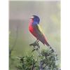 Image 1 : 8x10 Canvas Print Painted Bunting by Dave Richards