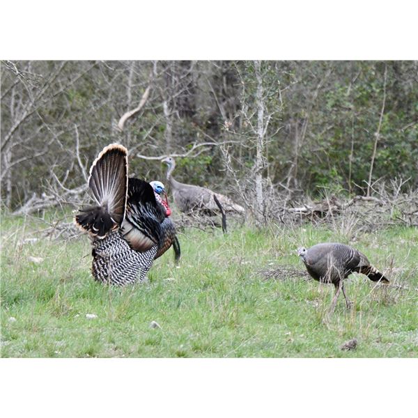 TWA President's Turkey Hunt