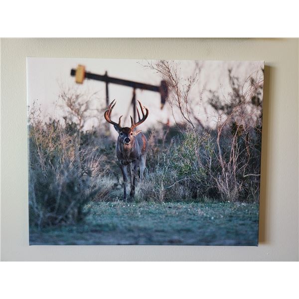 11X16 Canvas Photo of a South Texas Buck