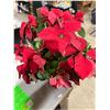 Image 1 : Poinsettia