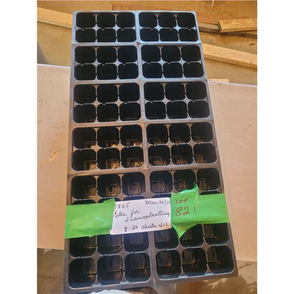 24 six pack transplant packs