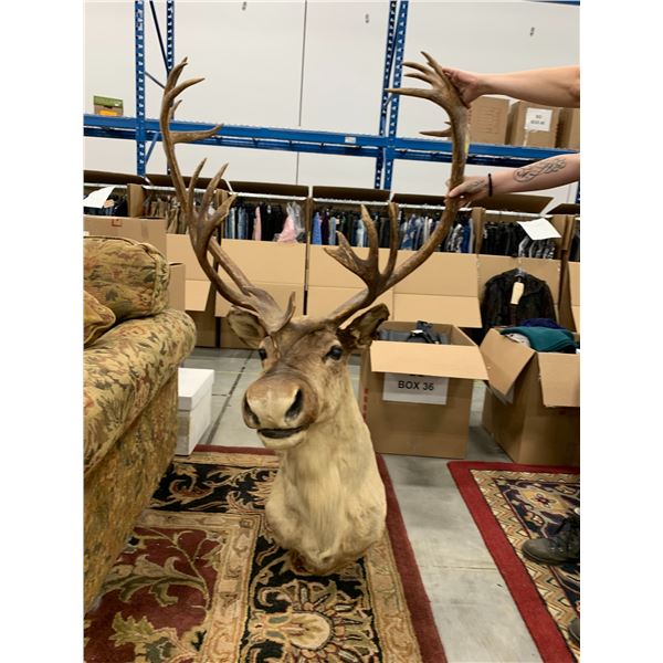 MOUNTED ELK HEAD