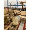 Image 2 : MOUNTED ELK HEAD