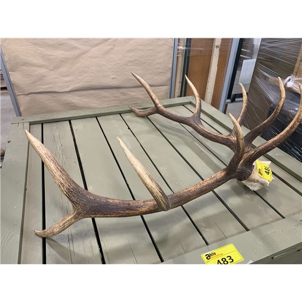 SET OF ELK ANTLERS