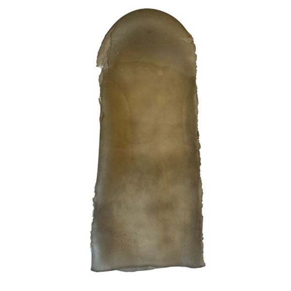 Dolphin Tale Winter's Silicon Tale Movie Props