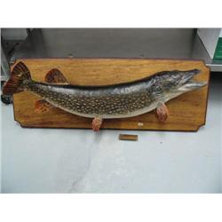 Trophy mounted pike fish- frame size is 44" x 16 " some damage on tail- caught at Sturgeon Lake in 1