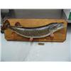 Image 1 : Trophy mounted pike fish- frame size is 44" x 16 " some damage on tail- caught at Sturgeon Lake in 1