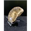 Image 2 : AMMONITE ORTHOCERAS FOSSIL PLAQUE RETAIL $480