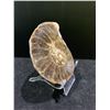 Image 3 : AMMONITE ORTHOCERAS FOSSIL PLAQUE RETAIL $480