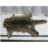 Image 1 : raccoon pelt - stretched, untanned