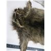 Image 2 : raccoon pelt - stretched, untanned