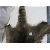 Image 3 : raccoon pelt - stretched, untanned