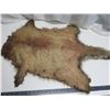 Image 4 : raccoon pelt - stretched, untanned