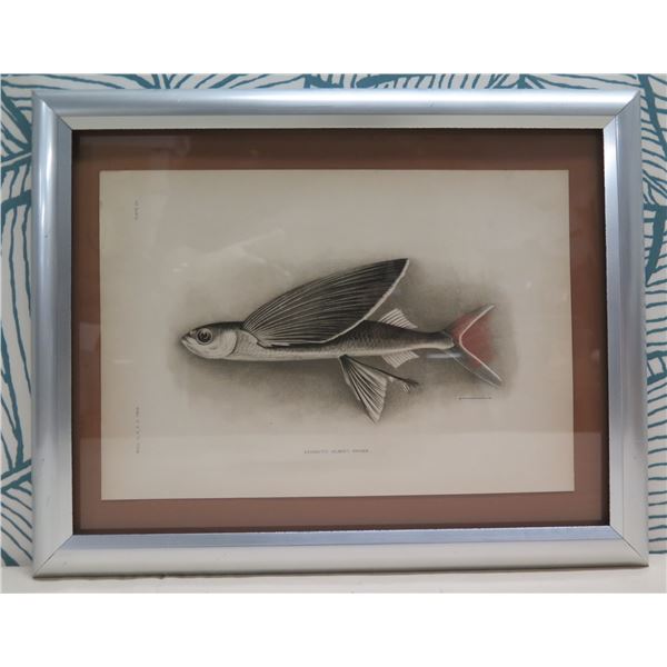 Flying Fish Malolo 1905 Lithograph, Framed, 14"x11"