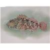 Image 2 : Fishes of Hawaii 'Oopukai' 1905 Chromolithograph, Framed, 17"x14"