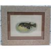 Image 1 : Fishes of Hawaii 'Oopuhue' 1905 Chromolithograph, Framed, 17"x14"