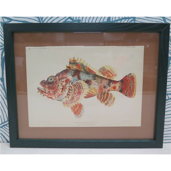 Fishes of Hawaii 'Nohu' 1905 Chromolithograph, Framed, 14"x11"