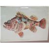 Image 2 : Fishes of Hawaii 'Nohu' 1905 Chromolithograph, Framed, 14"x11"