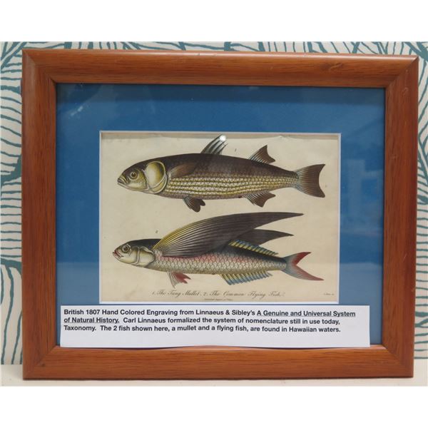 Mullet & Flying Fish 1807 Engraving, Framed, 12"x10"