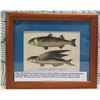 Image 1 : Mullet & Flying Fish 1807 Engraving, Framed, 12"x10"