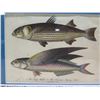 Image 2 : Mullet & Flying Fish 1807 Engraving, Framed, 12"x10"