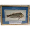 Image 1 : Fishes of Hawaii 'Mahi Mahi' 1780's Folio Engraving, Framed, 20"x14"