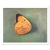 Image 1 : Single Butterfly by Levine, Tomar