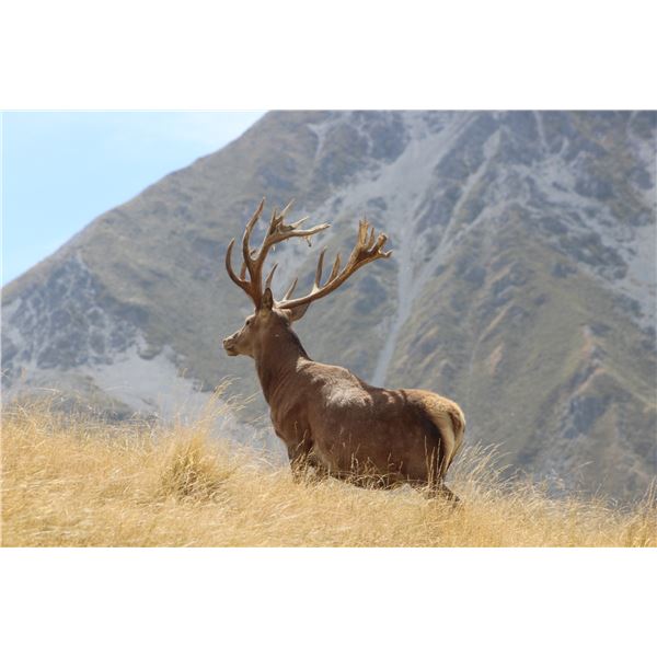 New Zealand. Red Stag Hunt up to 365" with Track & Trail Safaris