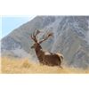 Image 1 : New Zealand. Red Stag Hunt up to 365" with Track & Trail Safaris