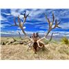 Image 2 : New Zealand. Red Stag Hunt up to 365" with Track & Trail Safaris