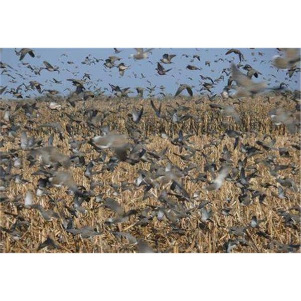 3 person 3 Day Argentina Dove Hunt