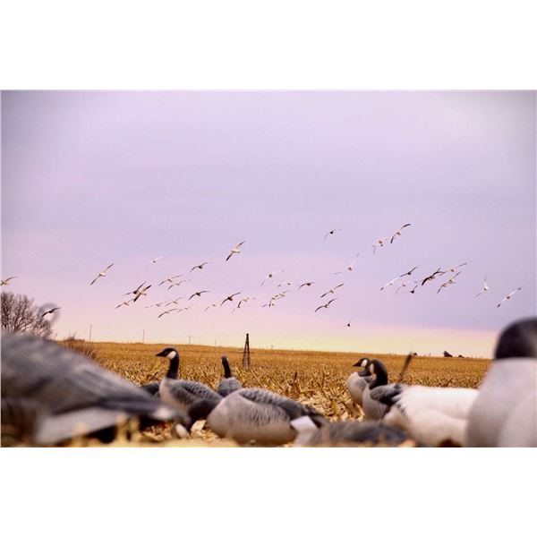 1 Day Snow Goose Hunt for 4 hunters in Harlan County Nebraska 2025