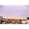 Image 1 : 1 Day Snow Goose Hunt for 4 hunters in Harlan County Nebraska 2025