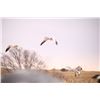 Image 2 : 1 Day Snow Goose Hunt for 4 hunters in Harlan County Nebraska 2025