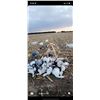 Image 3 : 1 Day Snow Goose Hunt for 4 hunters in Harlan County Nebraska 2025