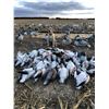 Image 4 : 1 Day Snow Goose Hunt for 4 hunters in Harlan County Nebraska 2025