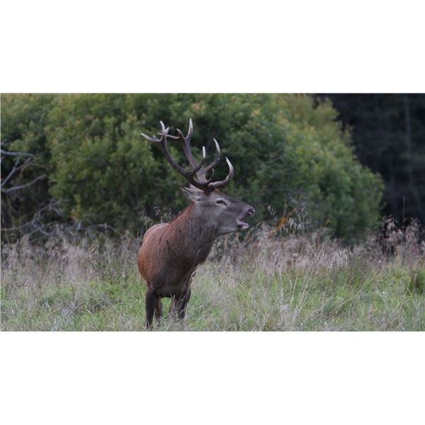 Latvian Safari Club Free Range Red Stag Hunt 4-day hunt for 1 In Latvia