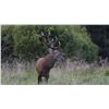 Image 1 : Latvian Safari Club Free Range Red Stag Hunt 4-day hunt for 1 In Latvia