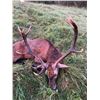 Image 5 : Latvian Safari Club Free Range Red Stag Hunt 4-day hunt for 1 In Latvia