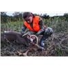 Image 2 : 3-Day Youth Iowa Whitetail Buck Hunt