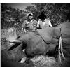 Image 3 : 5 Day Bull Elephant Management Hunt