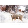 Image 1 : Idaho Mule Deer Hunt