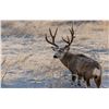 Image 2 : Idaho Mule Deer Hunt