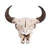 Image 2 : Bison Skull