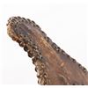 Image 2 : Central Plains Woman's Saddle