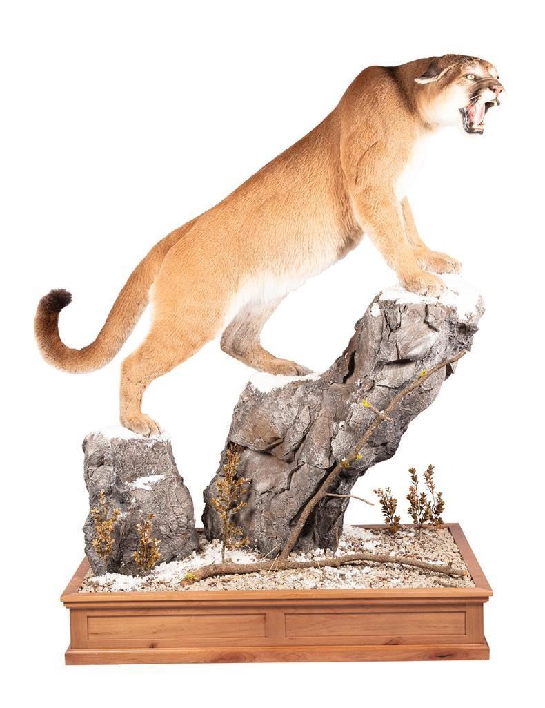 Full Body Cougar Mount March In Montana full-body-cougar-mount-march-in-montana