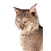 Image 2 : Full Body Bobcat Corner Mount