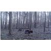 Image 5 : 3-Day Northeast Alabama Turkey or Deer Hunt for Two (2)